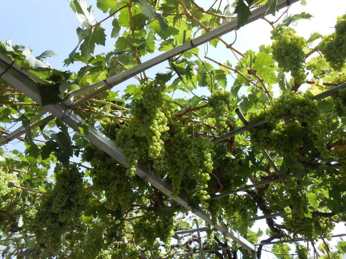 Casitas Las Uvas Y Las Vinas Лос-Реалехос Экстерьер фото